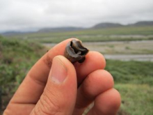 11,500-year-old tooth?