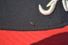Arctic Mosquito On Brandon's Hat