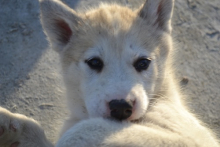 Another Sled Dog Puppy