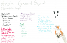 Arctic Ground Squirrel Species Journal