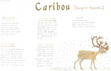 caribou species journal