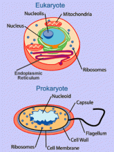 Prokaryote vs eukaryote
