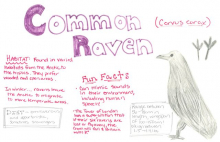 Common Raven species journal