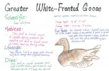 Greater white fronted goose species journal