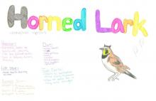 Horned Lark Species Journal