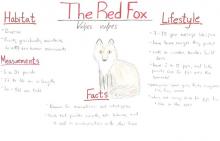 red fox species journal