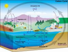 Carbon Cycle diagram
