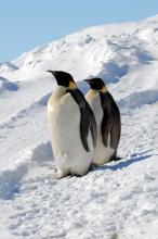 Emporer penguins