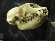 Seal skull in Crary Lab, McMurdo