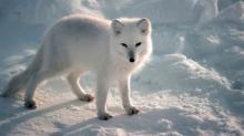 Icelandic Arctic Fox. Photo credit: animalsadda.com