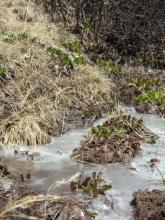 The first greenery of alpine tundra sprouts among an ice covered melt-water stre