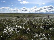 We walked across acres of cotton grass on our way down to the river. 