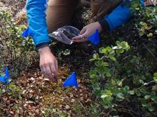 Brandi Jo takes a moss sample from a plot covered with dwarf birch leaf litter. 