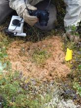 Peter takes a close-up photograph of larch tree litter.