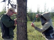 Mike Loranty (right) takes a tree core while Seth Spawn measures the tree