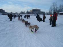 Dog Sled Team at Start of Yukon Quest