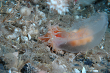 jellyfish vs anemone