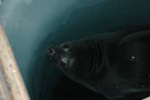 Weddell Seal2
