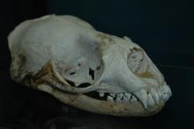 Weddell skull