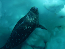 Weddell seal turtle rock