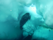 Weddell seal turtle rock 2