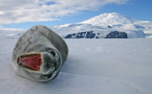 A Weddell Seal