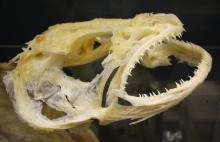 Toothfish Skull