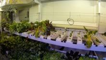 Hydroponic green house SPS