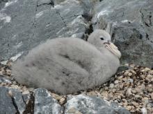 Giant Petrel Chick