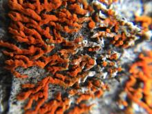Lichen Reproduction 
