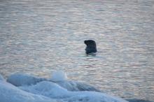 Crabeater seal keeping an eye on Palmer Station