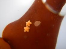 Baby sea stars on a piece of brown algae