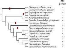 Icefish Phylogeny