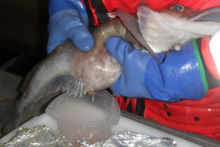 Collecting eggs from an icefish
