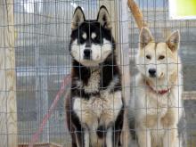Two of the sled dogs, here in Ny Alesund