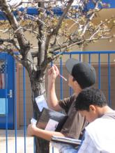 Students observe campus trees.