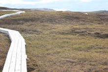Tundra and boardwalk
