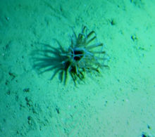 ROV anemone