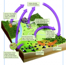 illustration of the carbon cycle from textbook provided by John Wood