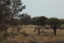 Yamini spots kangaroo in Australia