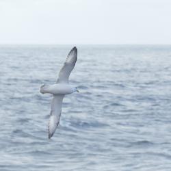 Bill Schmoker: "Northern fulmars employ stiff-winged dynamic soaring to cover a lot of territory without much muscular effort." Aboard the USCGC Healy in the southern Bering Sea. 58.40°N, 175.89°W.  Photo by Bill Schmoker (PolarTREC 2015), Courtesy of ARCUS.