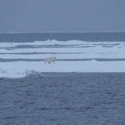 Bill Schmoker: "The second polar bear of the cruise came along soon after the first was spotted. It appeared to be a very well-fed individual!" Aboard the USCGC Healy at the Mendelev Rise in the Arctic Ocean. 76.58°, -173.27°. Photo by Bill Schmoker (PolarTREC 2015), Courtesy of ARCUS.