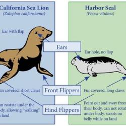 Seal comparison to Sea Lion Chart