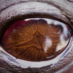 Up-close view of a Weddell seal eye