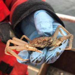 A Snow Crab is pulled from the Van Veen grab on the Healy.