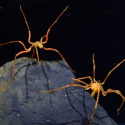 Sea spiders on a rock