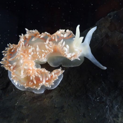Nudibranch in the Crary Aquatic Lab