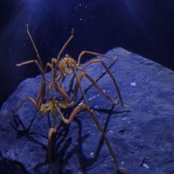 Two sea spiders on a rock