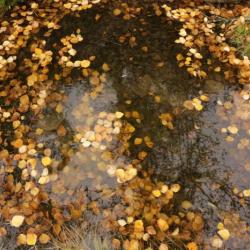 Yellow birch leaves in a pool of water