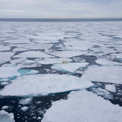 Sea ice 